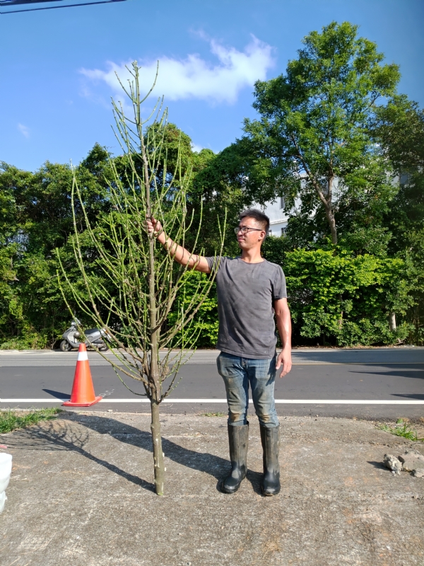 jeff的第二张照片--龙岩婚介网